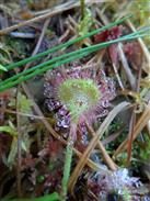 Sumner Lake Sundew.JPG Sumner Lake Sundew.JPG